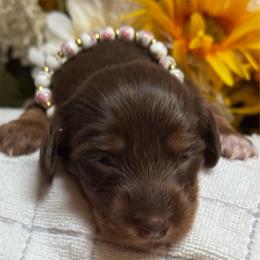 Auggie - Chocolate and cream female Dachshund puppy in Fayetteville, West Virginia from Loop Creek Dachshunds