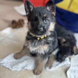 Miss Yellow - Black and red female German Shepherd puppy in Lawton, Michigan from Free Indeed Shepherds