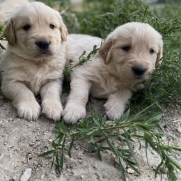Golden Retriever Puppies from Castle Country Companions