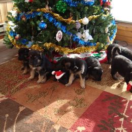 German Shepherd Puppies from VonDinehart Shepherds