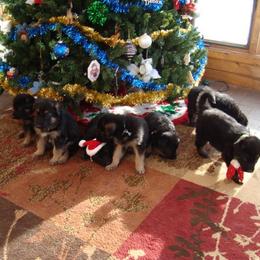 German Shepherd Puppies from VonDinehart Shepherds