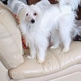 Fillip - White male Chinese Crested puppy in Amarillo, Texas from Victoria's Chinese Cresteds Long Star Angels