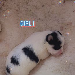 Girl 1 - White female Morkie puppy in Pittsburgh, Pennsylvania from Maria's Morkies & More