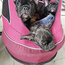 French Bulldog Puppies from Luna and London’s Puppies