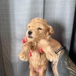 Boy 2 AKC Runt Bones - Apricot male Poodle puppy in Lees Summit, Missouri from Divine K9s LLC