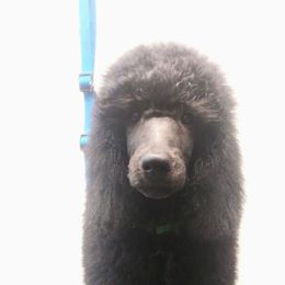 Green Collar - Poodle puppy in Paris, Michigan from Meeker's Ridge