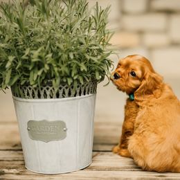 Cavalier King Charles Spaniel Puppies from Cavi Cutie Collective