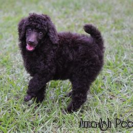 Poodle Puppies from Anna-Ash Poodles