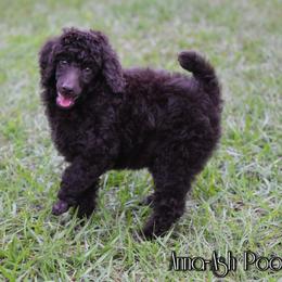 Poodle Puppies from Anna-Ash Poodles