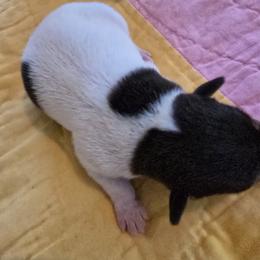 Toy Fox Terrier Puppies from Kitsune