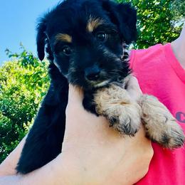 Rylee - Black phantom female Aussiedoodle puppy in Hamilton, Michigan from White Pine Farm