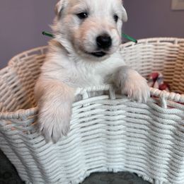 Green boy - White male Berger Blanc Suisse puppy in Wilmington, North Carolina from Supernova Swiss Shepherds