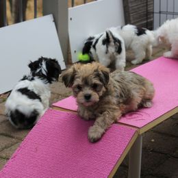 Havanese Puppies from Contigo Havanese