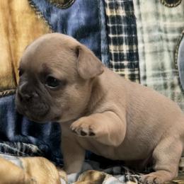 Warren - Blue male French Bulldog puppy in Peru, Indiana from Angie's Little Bostons And Frenchies