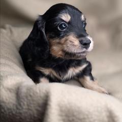 Peter-AKC - Black and cream male Dachshund puppy in Tucson, Arizona from Crowned Doxies