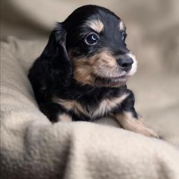 Peter-AKC - Black and cream male Dachshund puppy in Tucson, Arizona from Crowned Doxies