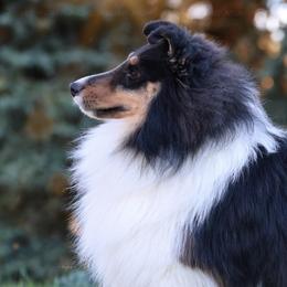 Sage - Black white and tan male Shetland Sheepdog puppy in Elk, Washington from Asgard Shetland Sheepdogs