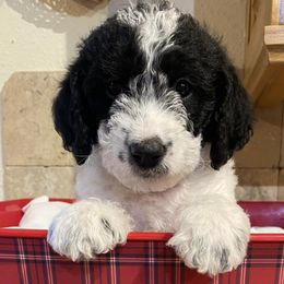 Labradoodles from gramsdoodles