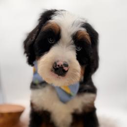 Flipa - Tri-color male Bernedoodle puppy in Ocala, Florida from Bernedoodles of Florida