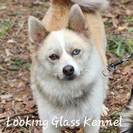 Sniper - Pomsky