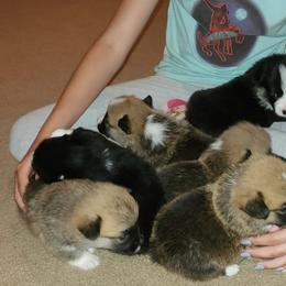 Labrador Retriever and Pembroke Welsh Corgi Puppies from White Star Corgis