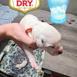 Canada Dry - White and black male Dalmatian puppy in Des Moines, Iowa from Spot Splattered Dalmatians
