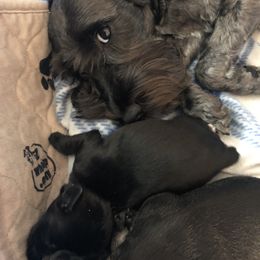 Miniature Schnauzer Puppies from Krystle's Miniature Schnauzers