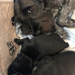 Miniature Schnauzer Puppies from Krystle's Miniature Schnauzers