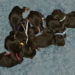 Blue - Chocolate female Yorkipoo puppy in Martin, Tennessee from Danza Bolo