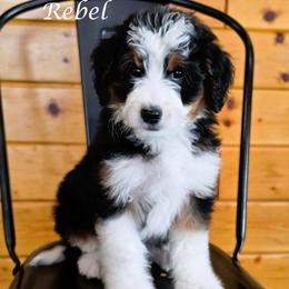Rebel - Black tri-color male Aussiedoodle puppy in Lancaster, Minnesota from Wilson Cattle Co.