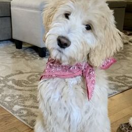 Bernedoodle and Goldendoodle All Grown Up from Lincoln Avenue Doodles