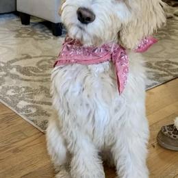 Bernedoodle and Goldendoodle All Grown Up from Lincoln Avenue Doodles