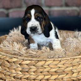 Drumstick - Black brown and white male Basset Hound puppy in Lone Jack, Missouri from Wee Little Bassets