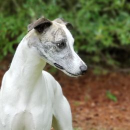 Whippet All Grown Up from Copestone Whippets
