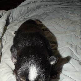 Prince - Black and white male Pomsky puppy in Sacramento, California from 916 Pomskies