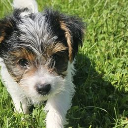 Yorkshire Terriers from The Yorkshire Manor