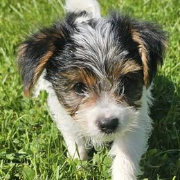 Yorkshire Terriers from The Yorkshire Manor