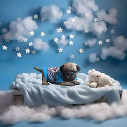 Pug Puppies from Precious Paws