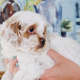 Cockapoo Puppies from Lulu's Cockapoos