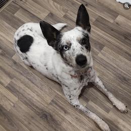 Australian Cattle Dogs and Dachshunds from Hope Heelers, Cedar Acres
