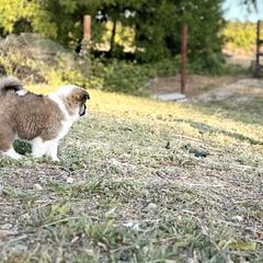 Icelandic Sheepdog Puppies from Hjarta Icelandics