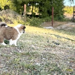 Icelandic Sheepdog Puppies from Hjarta Icelandics