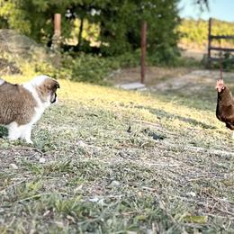 Icelandic Sheepdog Puppies from Hjarta Icelandics