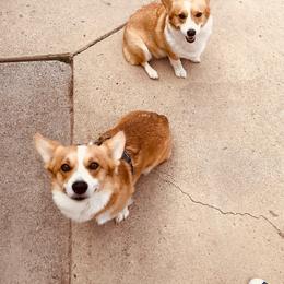 Pembroke Welsh Corgi puppies from Mount Garfield Corgis
