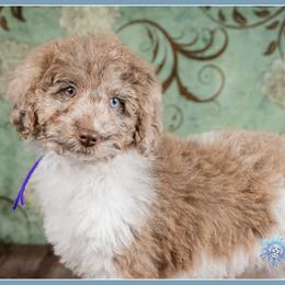 Yang - Brown white and tan female Cockapoo puppy in Connersville, Indiana from Deaz Doodle Ranch