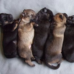 German Shepherd Puppies from Von der Henne K9