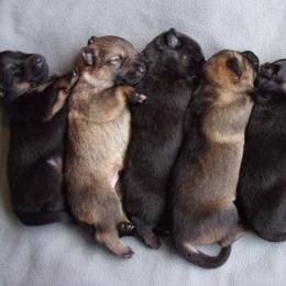 German Shepherd Puppies from Von der Henne K9