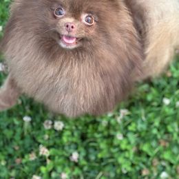 Kisses - Pomeranian