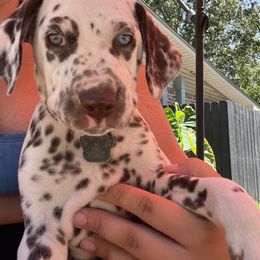 Dalmatian Puppies from Louisiana Roux Dalmatians