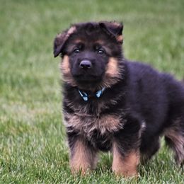 German Shepherds from Johnston Family German Shepherds